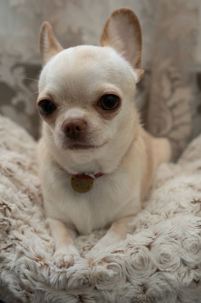Chihuahua creme väri kaikkialla  - Valokuva, kuva