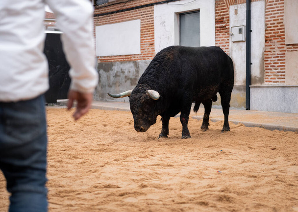 bull capea bravo που πραγματοποιήθηκε στην περιφέρεια Avila, Ισπανία, κατά τη διάρκεια του μήνα Ιανουάριο δύο χιλιάδων είκοσι - Φωτογραφία, εικόνα