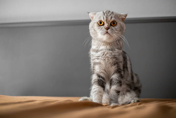Gato juguetón escocés plegable en la cama. Primer plano escocés pliegue gato es tan lindo. Tan lindo gato en el dormitorio
. - Foto, imagen