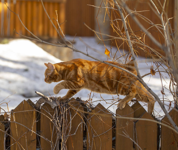 μια κόκκινη γάτα περπατά κατά μήκος ενός ξύλινου φράχτη σε έναν κήπο άνοιξη - Φωτογραφία, εικόνα