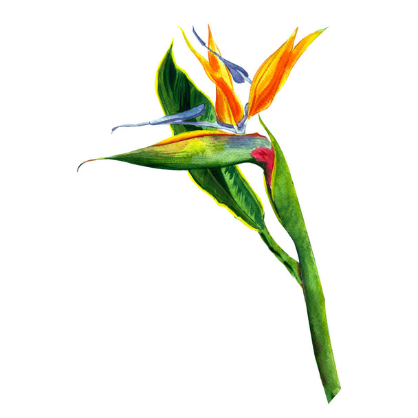 tropical of Strelitzia Reginae, tropical flowers and leaves. isolated on white. Realistic style, hand drawn. South African plant, called crane flower or bird of paradise. - Fotó, kép