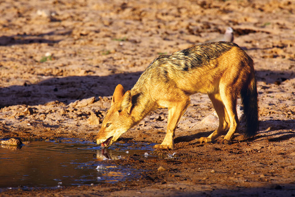 Чёрный шакал (Canis mesomelas) пьет в водяной дыре в пустыне. Шакал у воды в вечернем свете. Шакал на закате у водопоя
. - Фото, изображение