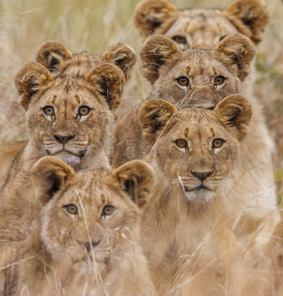 Afrikanischer Löwe - Foto, Bild