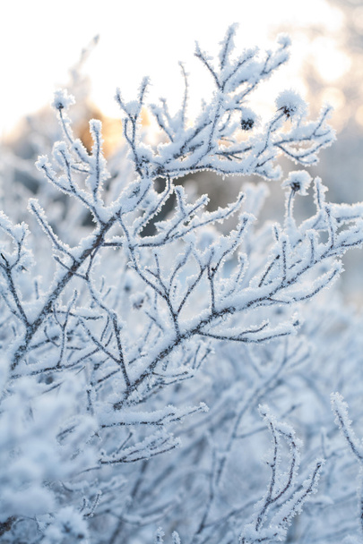Красива заморожена зимова рослина
 - Фото, зображення