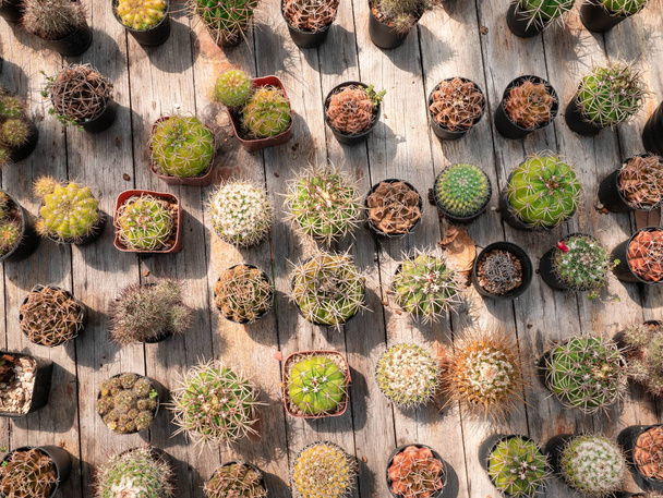 Cactus planted in a small pot placed on wooden table, used to decorate the house. Top view. - Photo, Image