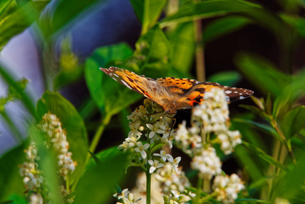Painted lady butterfly (Cynthia Cardui) with opened wings on white flower of privet hedge - Photo, Image
