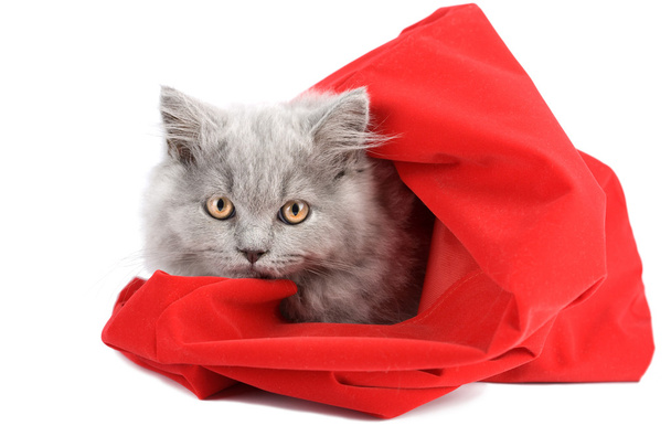 Kissanpentu punaisessa pussissa eristetty
 - Valokuva, kuva