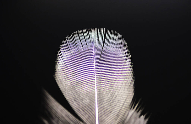 light feathers on a dark background - Фото, зображення