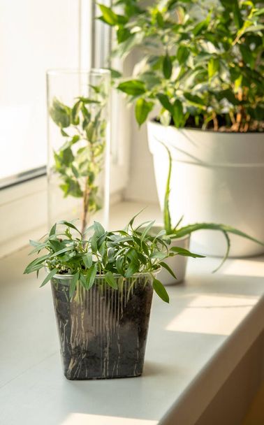 Growing plants and seedlings on the windowsill. Fresh greens at home. - Fotó, kép