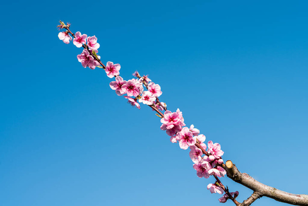 Szilvavirág ág ág. Rózsaszín virágok kék ég háttér. - Fotó, kép