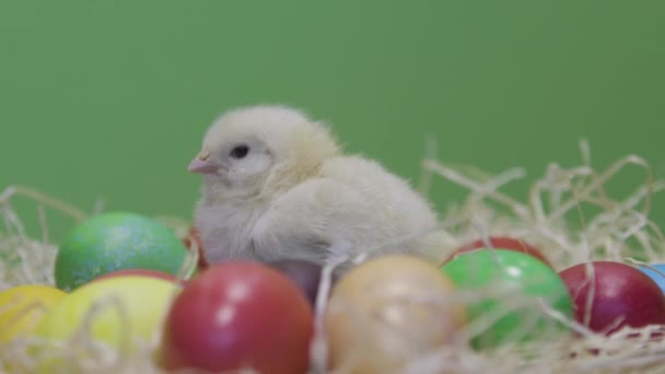 Egy kis csirke és színes húsvéti tojás. Zöld háttér. Bolyhos tyúk - Felvétel, videó