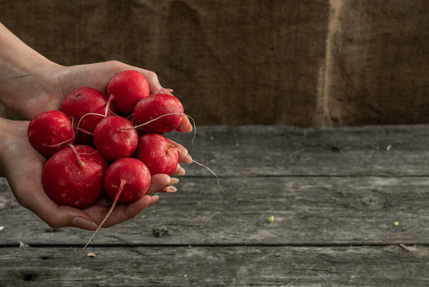 Organická rostlinná výživa. Ženské farmářské ruce drží hromadu sklizených ředkviček, zblízka - Fotografie, Obrázek