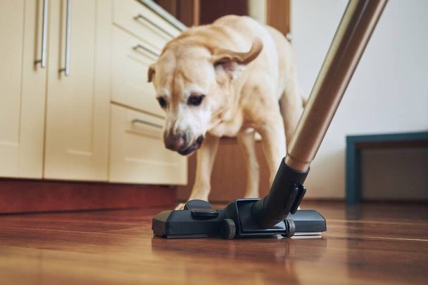 Naughty dog barking on vacuum cleaner during house cleaning.  - Foto, Bild