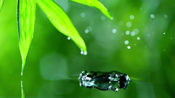 foglie verdi fresche con gocce d'acqua sopra l'acqua, rilassamento con acqua ondulazione gocce concetto, rallentatore - Filmati, video