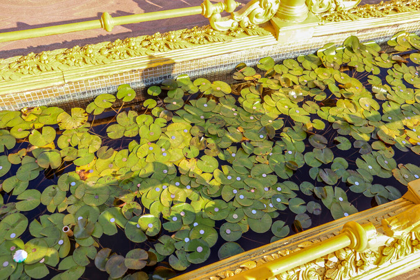 листя лотоса з монетами в басейні
 - Фото, зображення