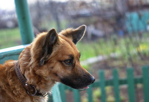 A vörös hajú kerti kutyák hasonlítanak Dingóra. Belföldi vörös kutyák hasonló Dingo vad kutyák - Fotó, kép