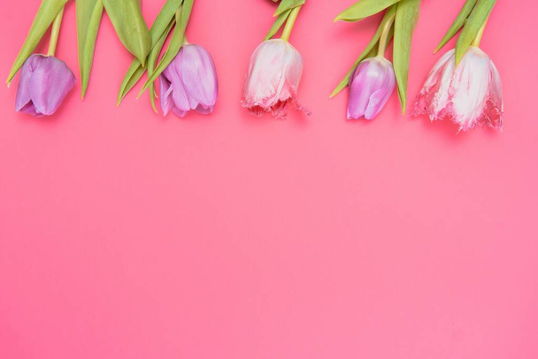Pink tulips on the pink background. Flat lay, top view. Valentines background. Horizontal,, toned - Zdjęcie, obraz