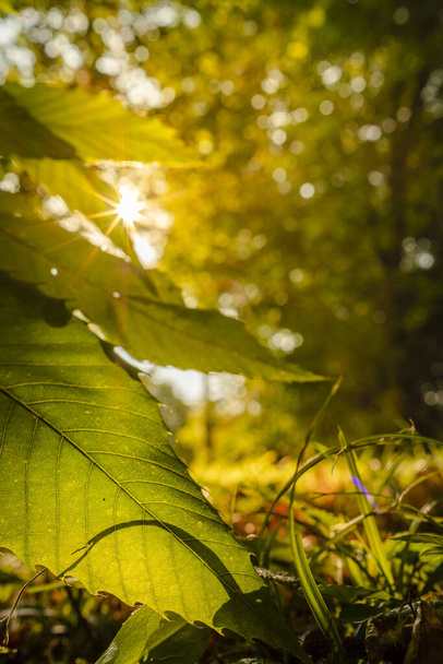 Paprsky slunečního světla v pestrobarevných listech časného rána za slunečného podzimního dne - Fotografie, Obrázek