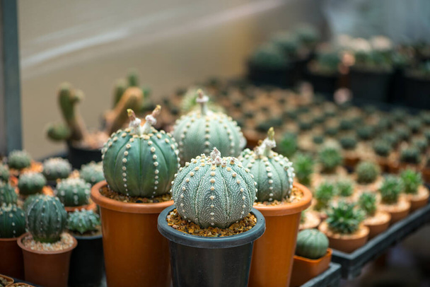 Astrophytum asterias cactus en maceta
 - Foto, Imagen
