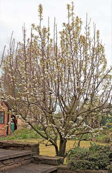 Capturando um raio de esperança florescente, para uma abundante colheita de peras auto-férteis, em abril de 2020
. - Foto, Imagem