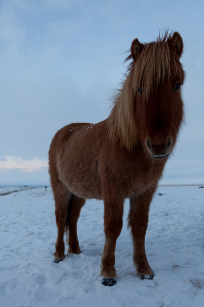kudde van IJslandse paarden grazen in de Wei - Foto, afbeelding