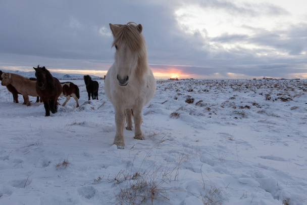 Rebanho de cavalos islandeses pastando no prado
 - Foto, Imagem