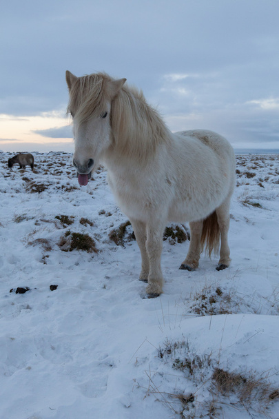アイスランドの馬 - ストック フォト - 写真・画像