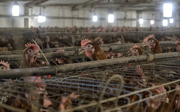 small and medium businesses, small poultry farm. - Photo, Image