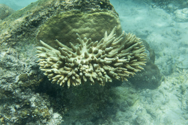 Muutama jäljellä oleva elävä koralli Seychellien merellä
 - Valokuva, kuva