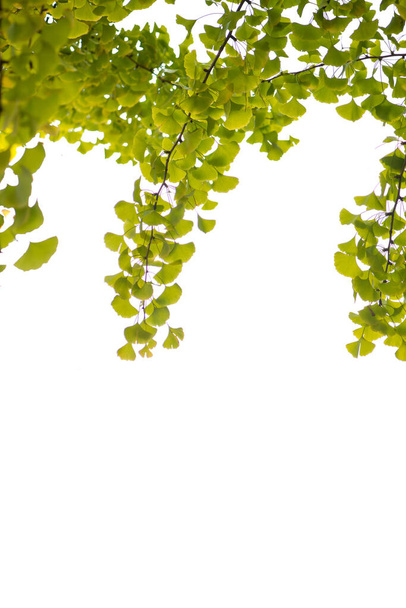 Ginkgo bladeren op witte achtergrond - Foto, afbeelding