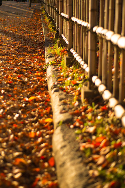 Podzimní období a sluneční svit na zámecké zahradě v Nagoji, Japonsko - Fotografie, Obrázek
