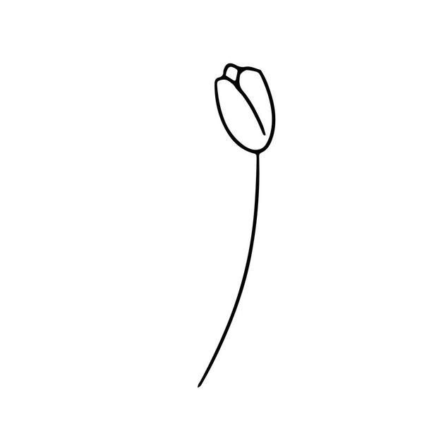 Fleurs de tulipes isolées sur fond blanc. Illustration vectorielle en style doodle. Design pour décorer boutique fleuriste, carte postale de voeux, mariage, conept de cadeau pour les vacances, 8 mars, mère
 - Vecteur, image