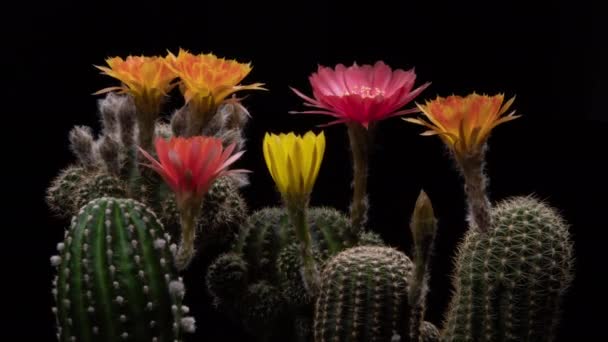 Lobivia Πολύχρωμο λουλούδι Timelapse των ανθισμένων κάκτων Άνοιγμα / 4k γρήγορη κίνηση πάροδο του χρόνου ενός ανθισμένου λουλούδι κάκτου / Βίντεο δείχνει την άνθηση των λουλουδιών κάκτων, Ταινία χρησιμοποιώντας τεχνικές του εργαστηρίου του χρόνου - Πλάνα, βίντεο