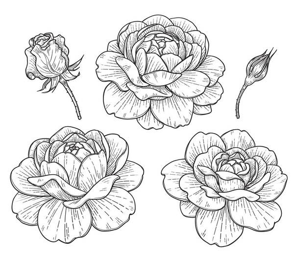 Hand drawn set of big rose flower heads and buds isolated on white background. Monochrome floral elements, plant parts vector sketch in vintage style. - Vector, Image