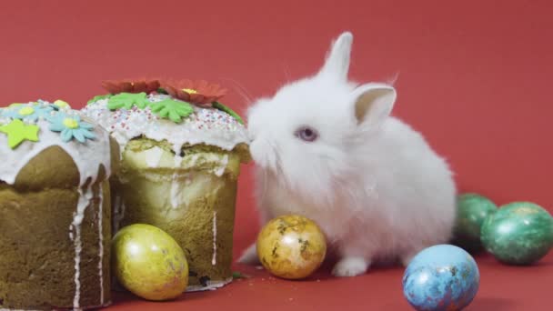 Little bunny eat easter cake fudge, colorful decorated eggs. Red background - Кадри, відео
