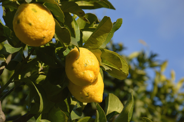 A plant of organic lemons - Photo, Image