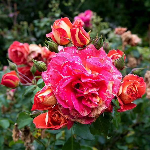 Splendor of roses in the garden - Photo, Image