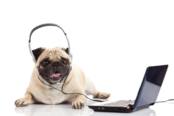 Pug koira kuulokkeella eristetty valkoisella taustalla Call Center
 - Valokuva, kuva