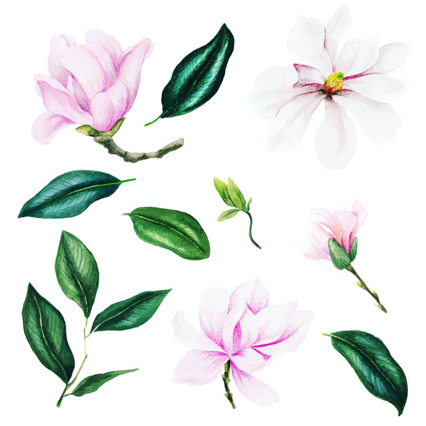 Light pink magnolia flowers and leaves, watercolor set - Vektör, Görsel