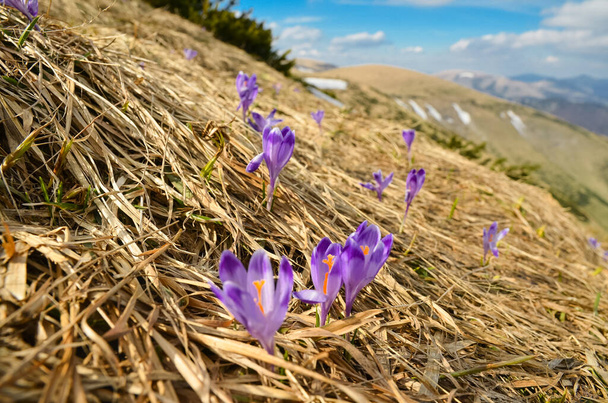 Purple Flowers in autumn High Tatras meadow with big mountains in background - 写真・画像