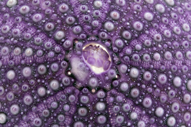 Изолированные большой скелет моря оболочки Фиолетовый echinoidea - макрос - Фото, изображение