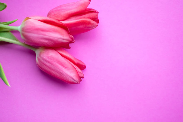Beautiful pink tulips on pink background. Spring background. Copyspace. - Photo, Image