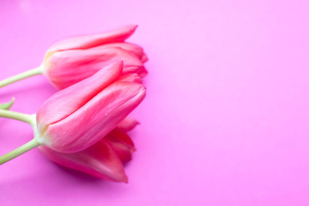 Beautiful pink tulips on pink background. Spring background. Copyspace. Close up. Selective focus - Foto, Imagen