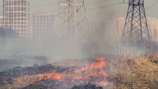 Forest fire with smoke near the city. Burning grass among power poles against the background of buildings and houses. Air pollution and ecology. Fires caused by drought and climate change - Footage, Video