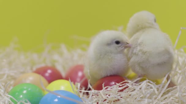 Little chickens playing on colorful easter eggs. Yellow background. Fluffy chick - Πλάνα, βίντεο