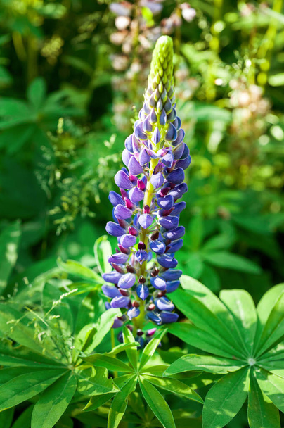flowering lupine in spring, flower-candle, single, closeup - Foto, immagini