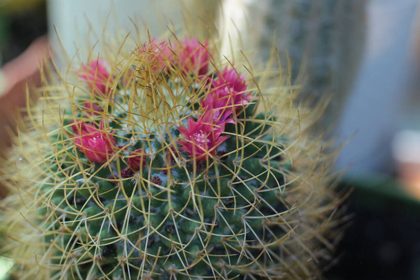 plant floral beauty of flowers with thorns beautiful cacti macro view of flowers - Photo, Image