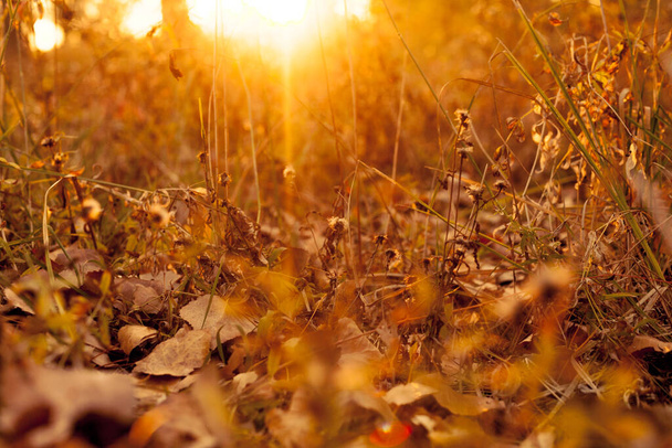 Ο ήλιος λάμπει στο ηλιοβασίλεμα μέσα από το φθινοπωρινό γρασίδι - Φωτογραφία, εικόνα