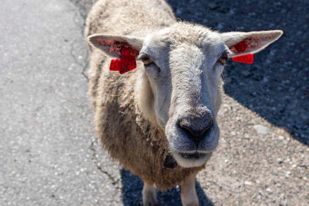 Norské bílé nadýchané ovce vypadá v kameře zblízka na asfaltové silnici. Domácí zvíře roztomilý slunečný den ve skandinávii - Fotografie, Obrázek