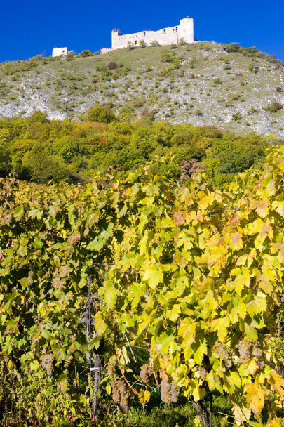 devicky romjait, szőlő, Cseh Köztársaság - Fotó, kép